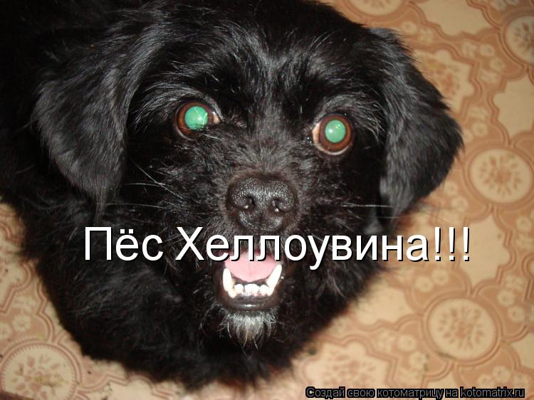 Пёс Хеллоувина!!!... Котоматрица: Пёс Хеллоувина!!!