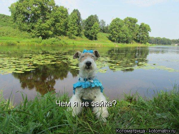 Котоматрица: Чем я не зайка?