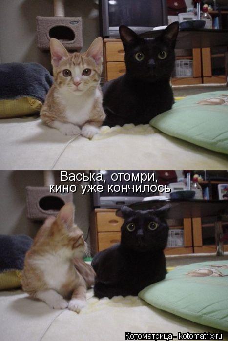 Котоматрица: Васька, отомри, кино уже кончилось