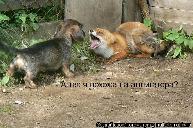 Котоматрица: - А так я похожа на аллигатора?