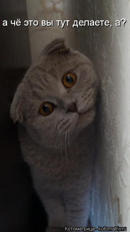 а чё это вы тут делаете, а?... Котоматрица: а чё это вы тут делаете, а?