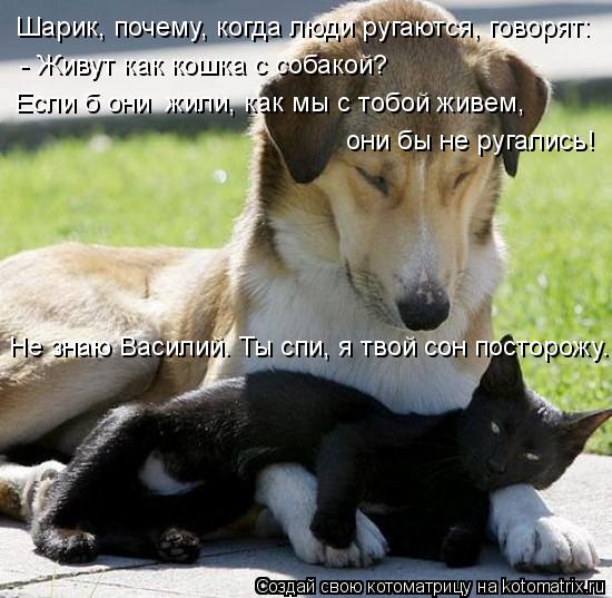Шарик, почему, когда люди ругаются, говорят: - Живут как кошка с собакой? Не знаю Василий. Ты спи, я ... Котоматрица: Шарик, почему, когда люди ругаются, говорят: - Живут как кошка с собакой? Не знаю Василий. Ты спи, я твой сон посторожу. Если б они жили, как мы