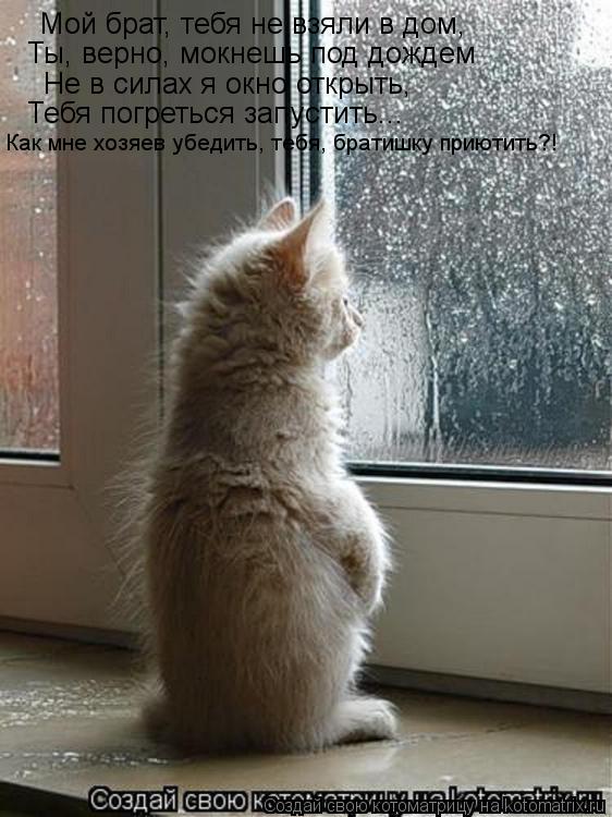 Котоматрица: Мой брат, тебя не взяли в дом, Ты, верно, мокнешь под дождем Не в силах я окно открыть, Тебя погреться запустить... Как мне хозяев убедить, тебя,
