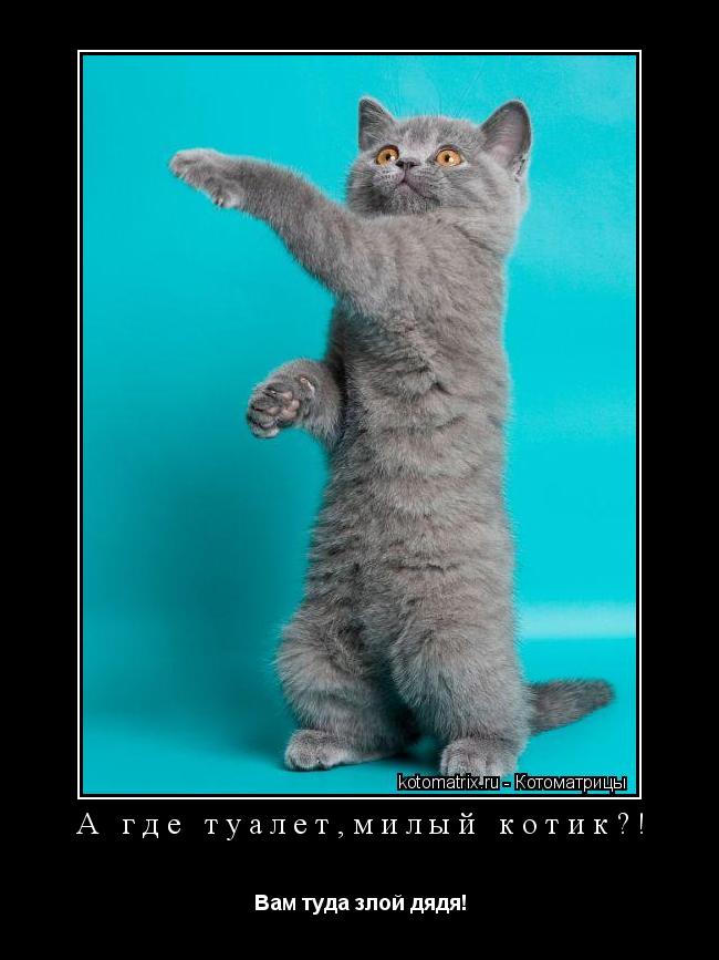 Котоматрица: А где туалет,милый котик?! Вам туда злой дядя!