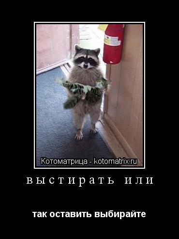 Котоматрица: выстирать или так оставить выбирайте