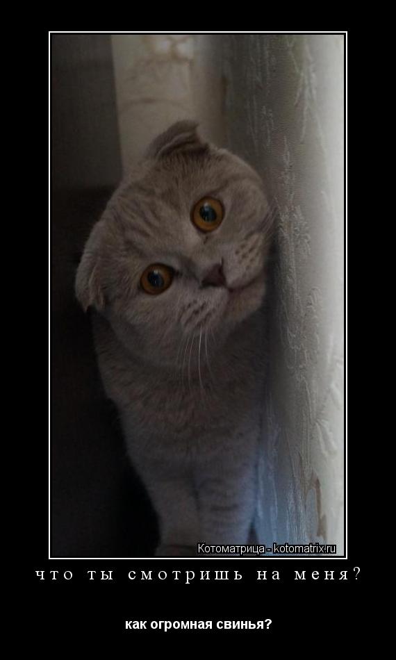 Котоматрица: что ты смотришь на меня? как огромная свинья?