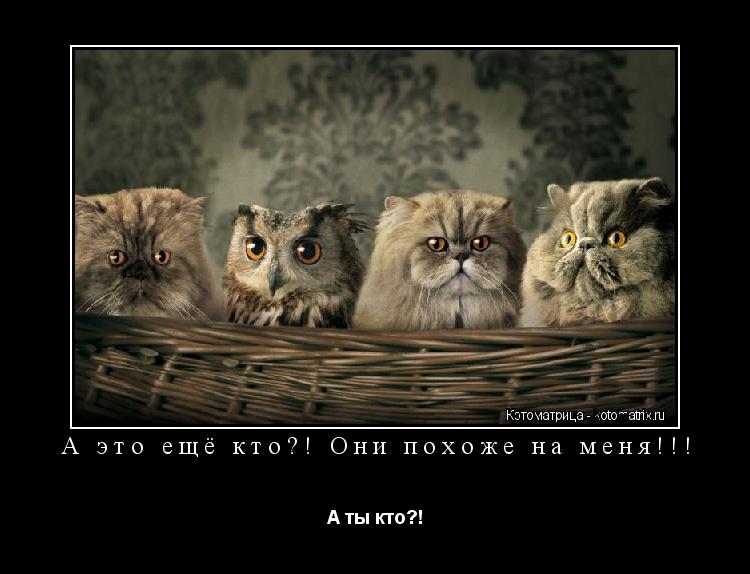 Котоматрица: А это ещё кто?! Они похоже на меня!!! А ты кто?!