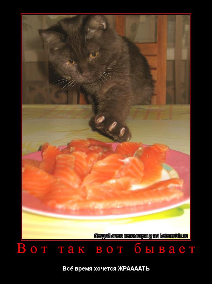 Котоматрица: Вот так вот бывает Всё время хочется ЖРААААТЬ