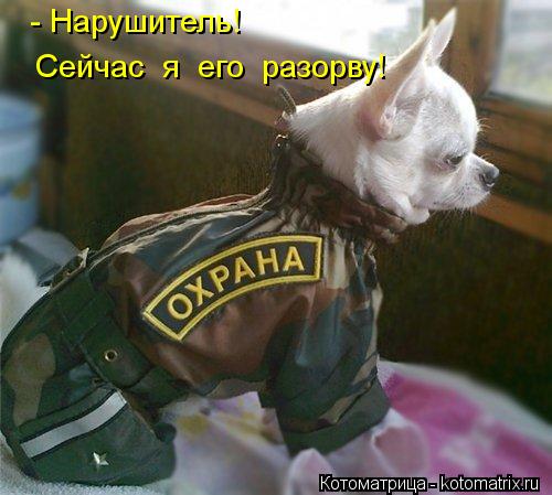 Котоматрица: - Нарушитель! Сейчас  я  его  разорву!
