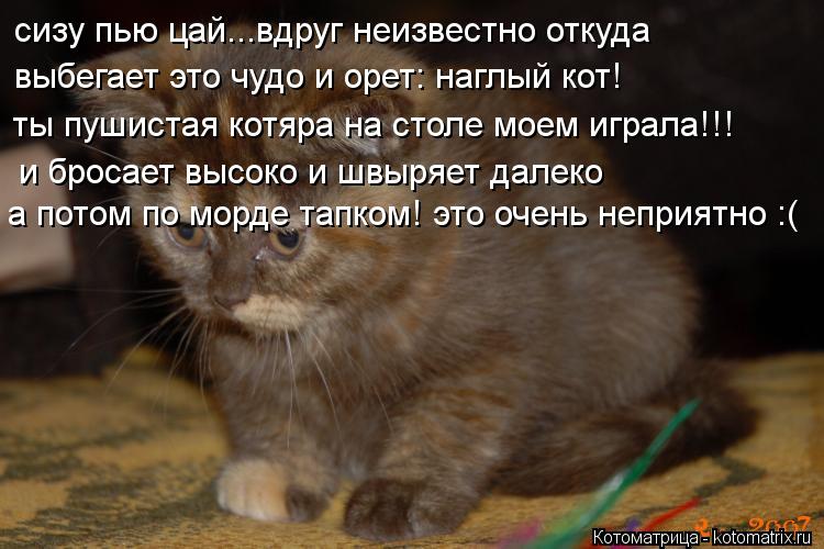 Котоматрица: сизу пью цай...вдруг неизвестно откуда выбегает это чудо и орет: наглый кот! ты пушистая котяра на столе моем играла!!! и бросает высоко и швыр