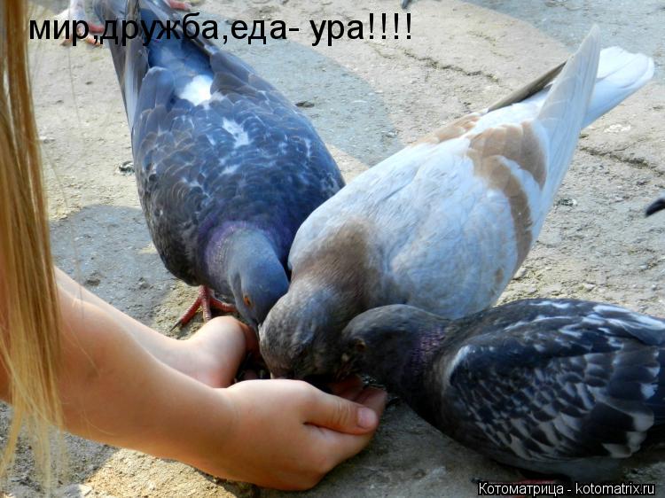 Котоматрица: мир,дружба,еда- ура!!!!