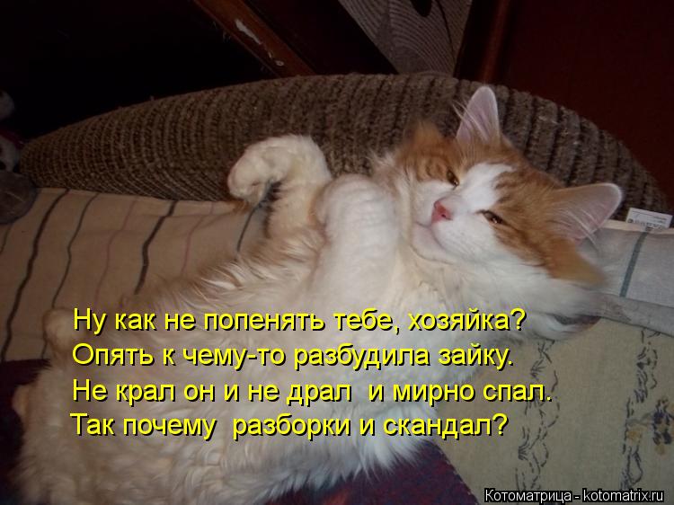 Котоматрица: Ну как не попенять тебе, хозяйка? Опять к чему-то разбудила зайку. Не крал он и не драл  и мирно спал. Так почему  разборки и скандал?