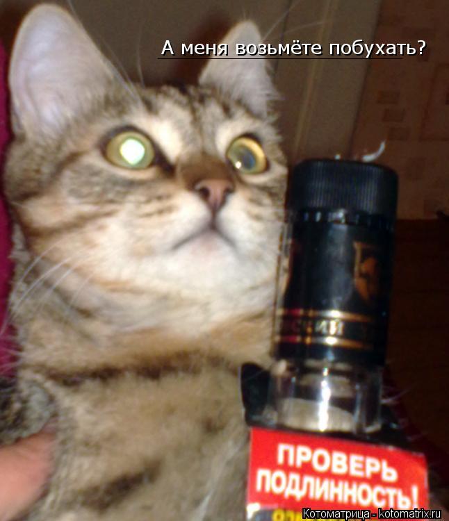 Котоматрица: А меня возьмёте побухать? Котам пить нельзя! ____________________________________________