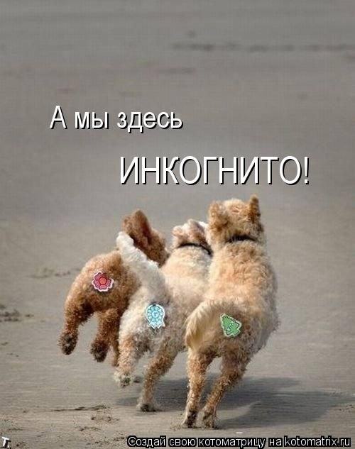 А мы здесь ИНКОГНИТО!... Котоматрица: А мы здесь ИНКОГНИТО!