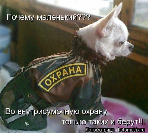 Почему маленький??? Во внутрисумочную охрану только таких и берут!!!... Котоматрица: Почему маленький??? Во внутрисумочную охрану только таких и берут!!!