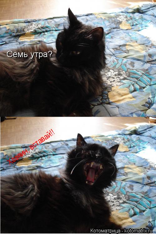 Котоматрица: Семь утра? Хозяин, вставай!!