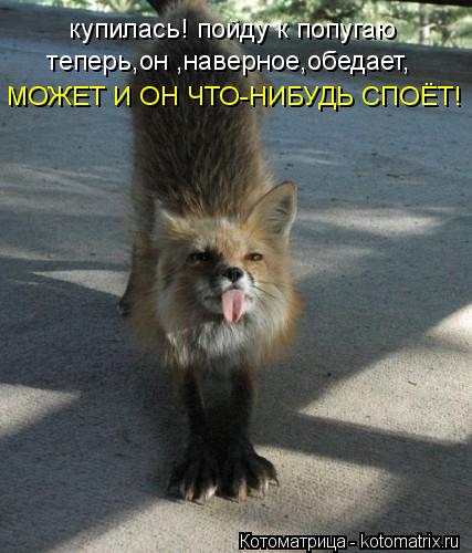 Котоматрица: купилась! пойду к попугаю теперь,он ,наверное,обедает, МОЖЕТ И ОН ЧТО-НИБУДЬ СПОЁТ!