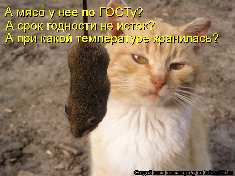 Котоматрица: А мясо у нее по ГОСТу? А срок годности не истек? А при какой температуре хранилась?