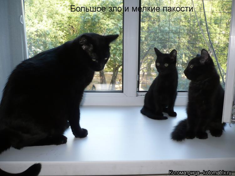 Котоматрица: Большое зло и мелкие пакости