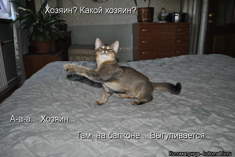 Котоматрица: Хозяин? Какой хозяин? А-а-а... Хозяин... Там, на балконе... Выгуливается...