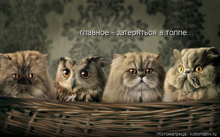 Котоматрица: главное - затеряться в толпе...