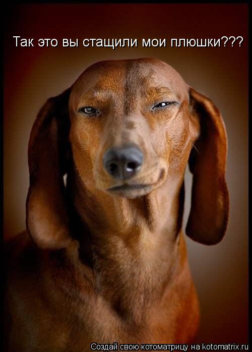 Котоматрица: Так это вы стащили мои плюшки???