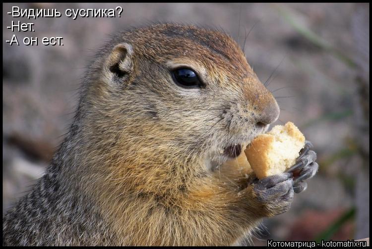 Котоматрица: -Видишь суслика? -Нет. -А он ест.