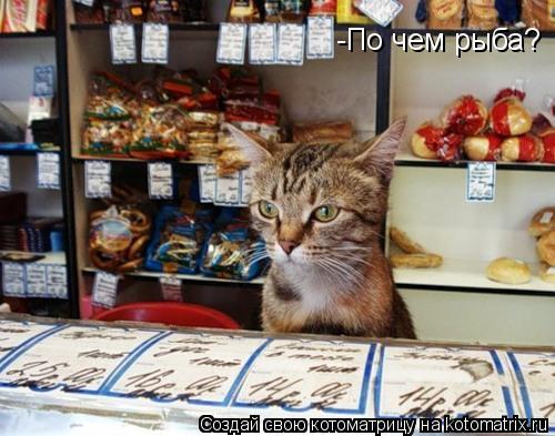 Котоматрица: -По чем рыба?