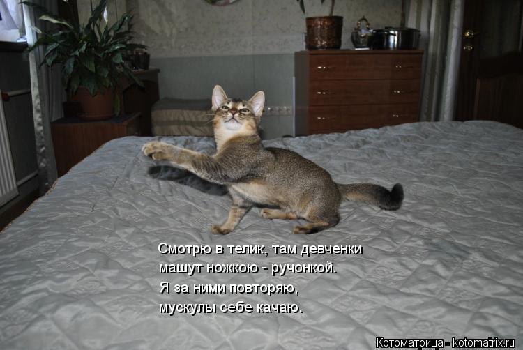 Котоматрица: Смотрю в телик, там девченки машут ножкою - ручонкой. Я за ними повторяю, мускулы себе качаю.
