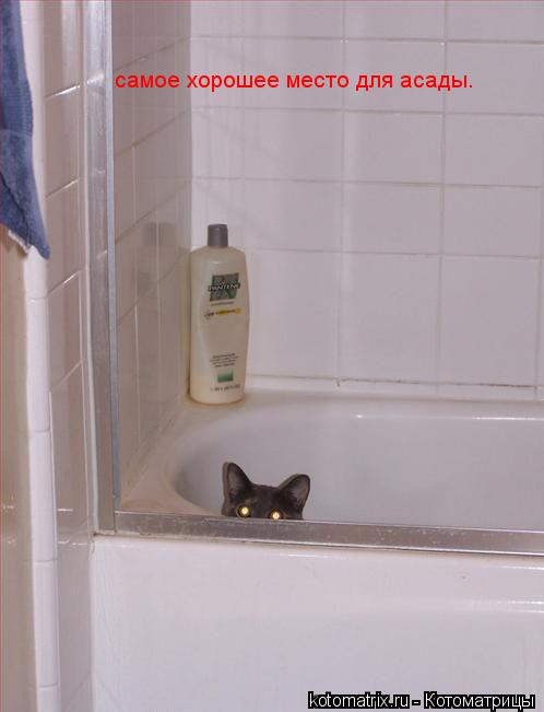 Котоматрица: самое хорошее место для асады.