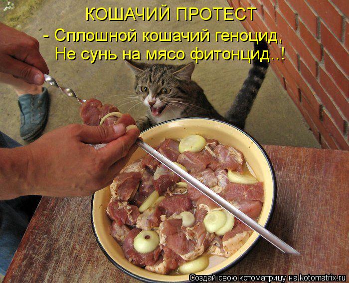 Котоматрица: КОШАЧИЙ ПРОТЕСТ - Сплошной кошачий геноцид, Не сунь на мясо фитонцид..!