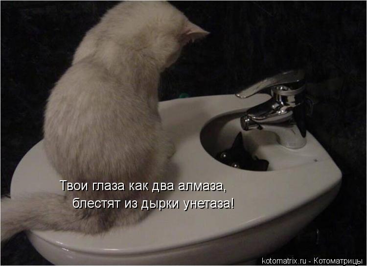 Котоматрица: Твои глаза как два алмаза, блестят из дырки унетаза!