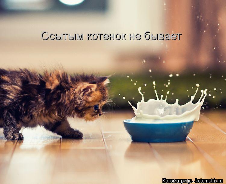 Котоматрица: Ссытым котенок не бывает