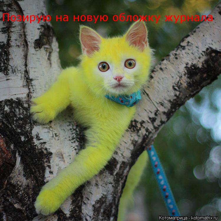 Котоматрица: Позирую на новую обложку журнала