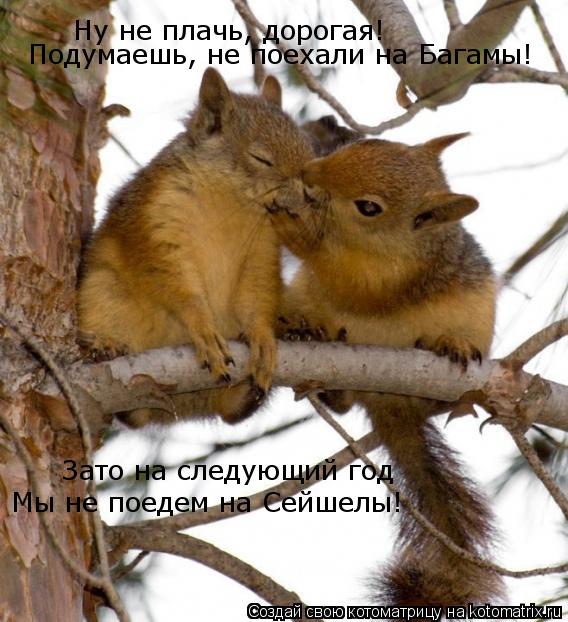 Ну не плачь, дорогая! Подумаешь, не поехали на Багамы! Зато на следующий год Мы не поедем на Сейшелы!... Котоматрица: Ну не плачь, дорогая! Подумаешь, не поехали на Багамы! Зато на следующий год Мы не поедем на Сейшелы!