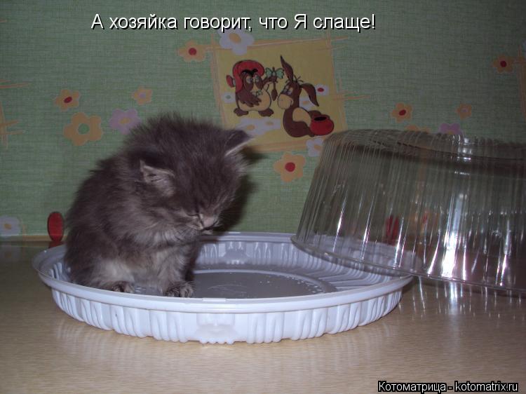 Котоматрица: А хозяйка говорит, что Я слаще!