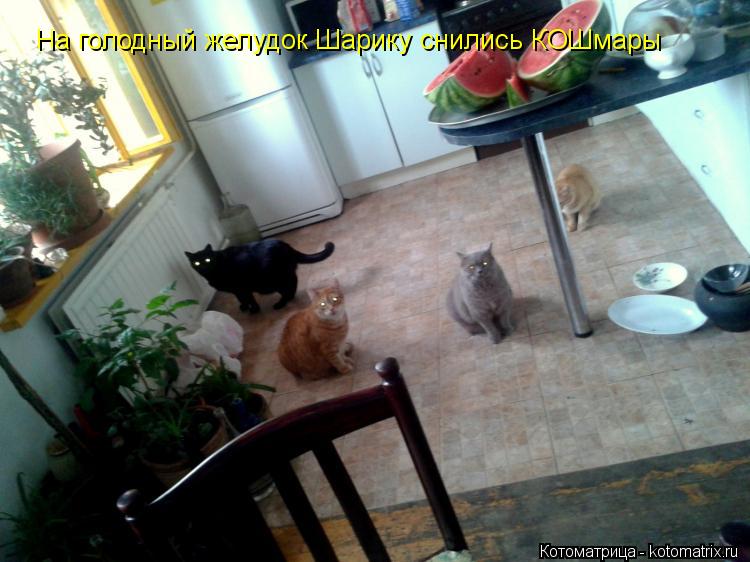 Котоматрица: На голодный желудок Шарику снились КОШмары