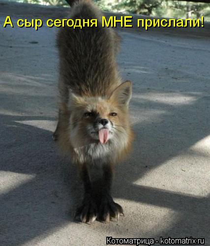 Котоматрица: А сыр сегодня МНЕ прислали!