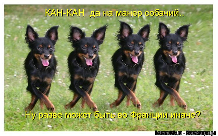 Котоматрица: КАН-КАН  да на манер собачий.. Ну разве может быть во Франции иначе?
