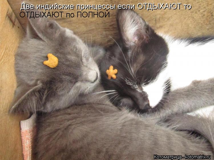 Котоматрица: Две индийские принцессы если ОТДЫХАЮТ то  ОТДЫХАЮТ по ПОЛНОЙ