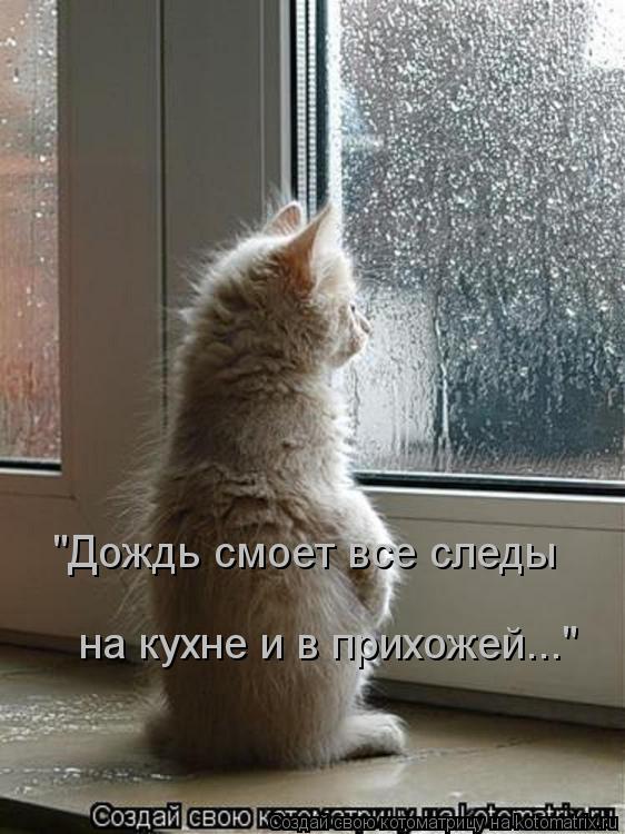 Котоматрица: "Дождь смоет все следы на кухне и в прихожей..."