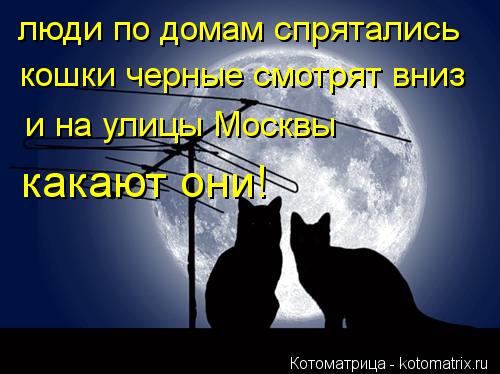 Котоматрица: люди по домам спрятались кошки черные смотрят вниз и на улицы Москвы какают они!