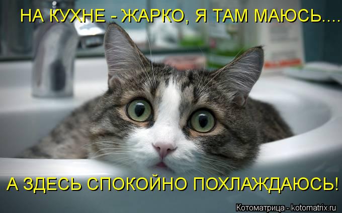 Котоматрица: НА КУХНЕ - ЖАРКО, Я ТАМ МАЮСЬ.... А ЗДЕСЬ СПОКОЙНО ПОХЛАЖДАЮСЬ!