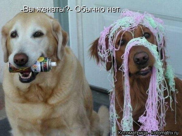 Котоматрица: -Вы женаты?- Обычно нет...