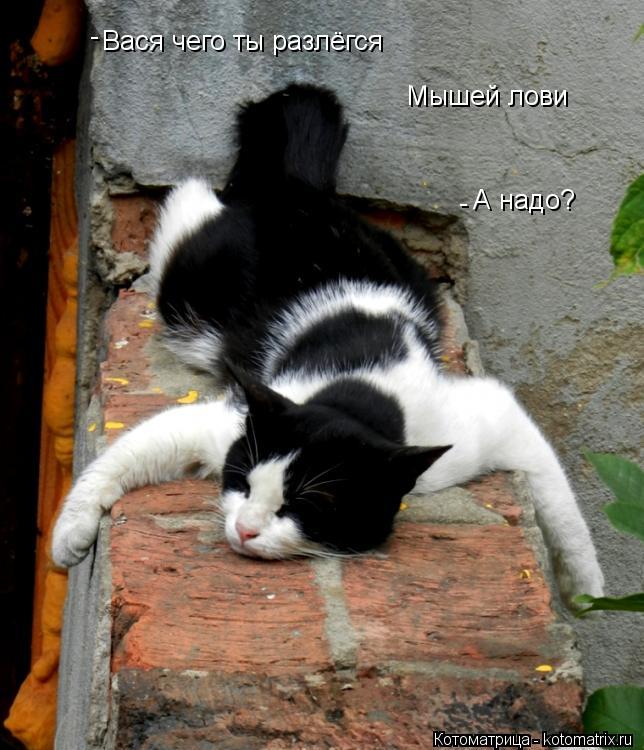 Котоматрица: Вася чего ты разлёгся Мышей лови - - А надо?