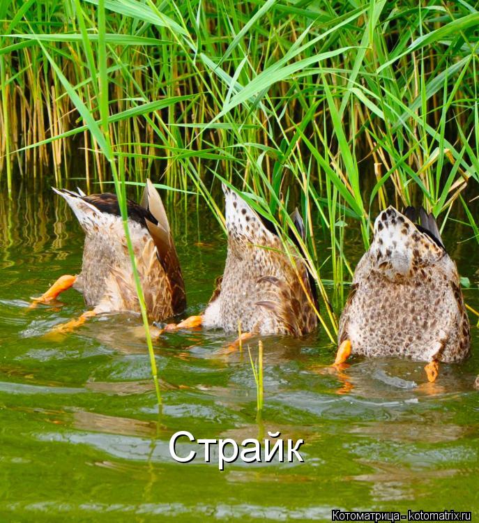 Котоматрица: Страйк