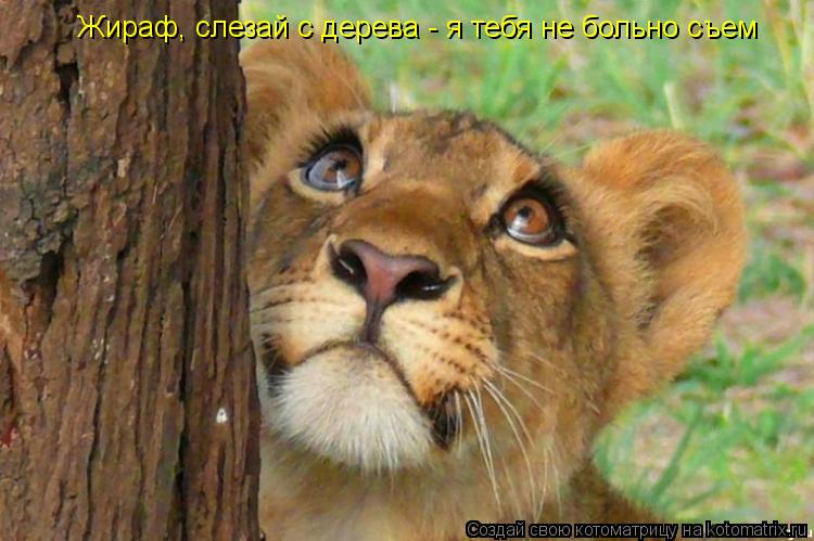 Жираф, слезай с дерева - я тебя не больно съем... Котоматрица: Жираф, слезай с дерева - я тебя не больно съем