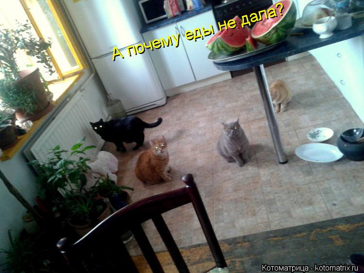 Котоматрица: А почему еды не дала?