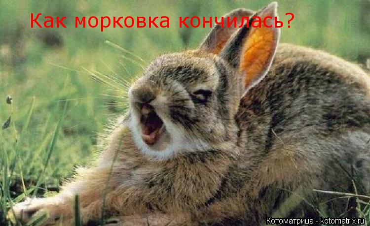 Котоматрица: Как морковка кончилась?