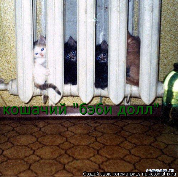 Котоматрица: кошачий "бэби долл"